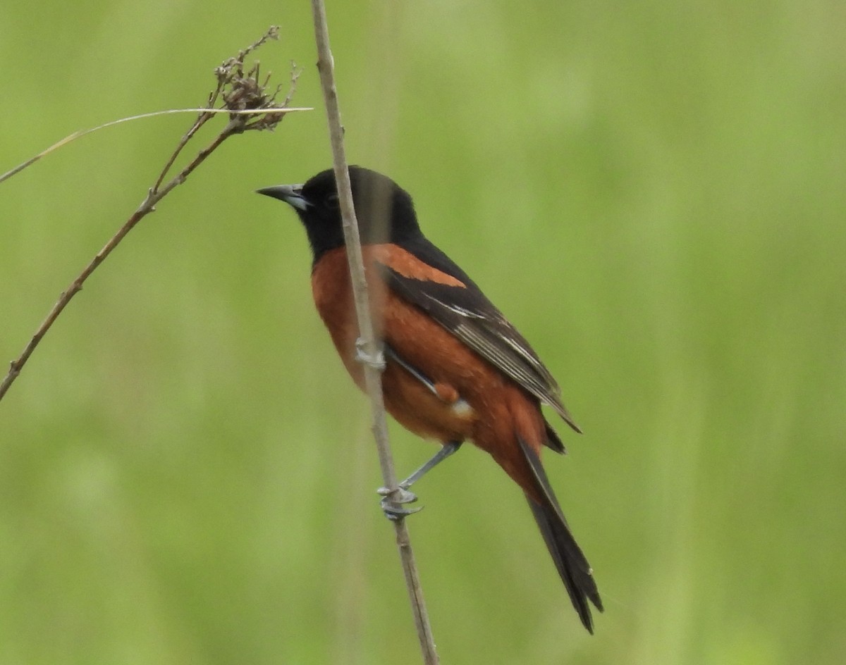 Orchard Oriole - ML620989733