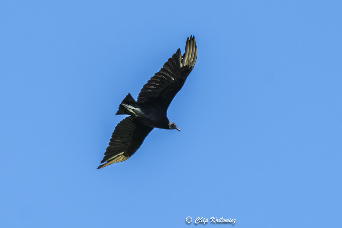 Black Vulture - Chip Krilowicz