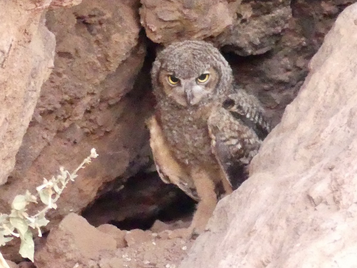 Great Horned Owl - ML620989743