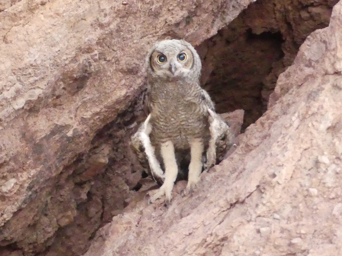 Great Horned Owl - ML620989744