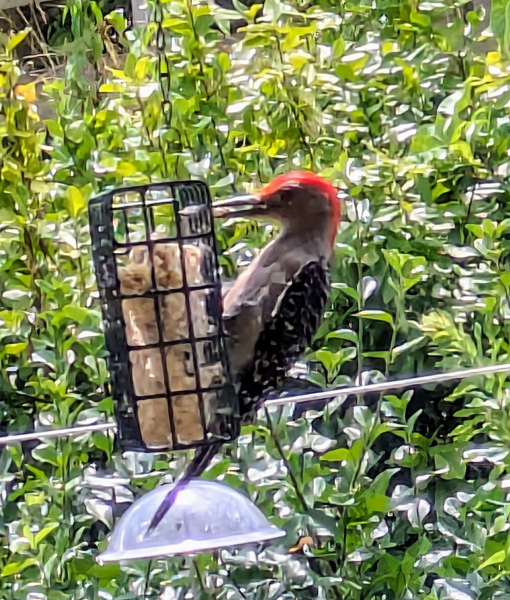 Red-bellied Woodpecker - ML620989745