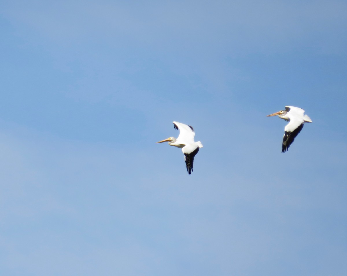 American White Pelican - ML620989746