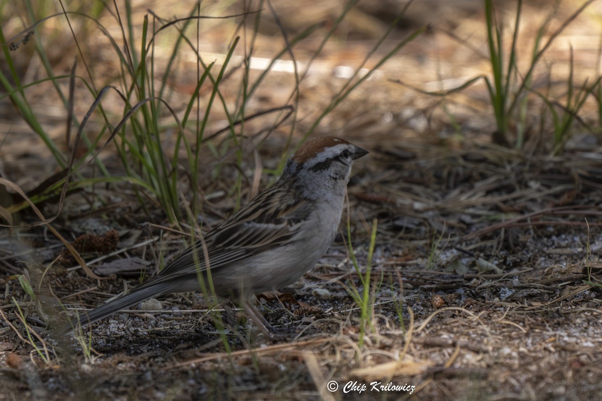 Chipping Sparrow - ML620989761