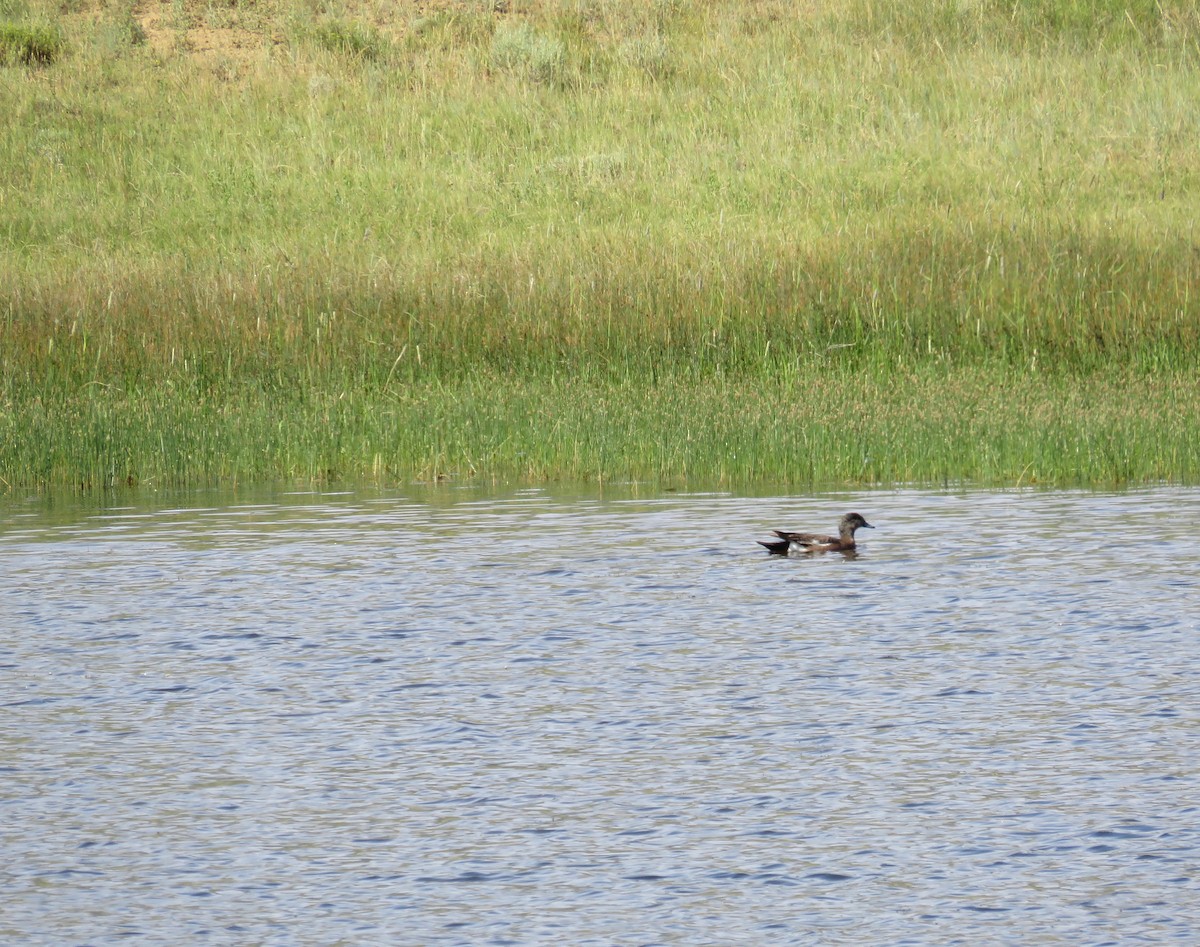 American Wigeon - ML620989769