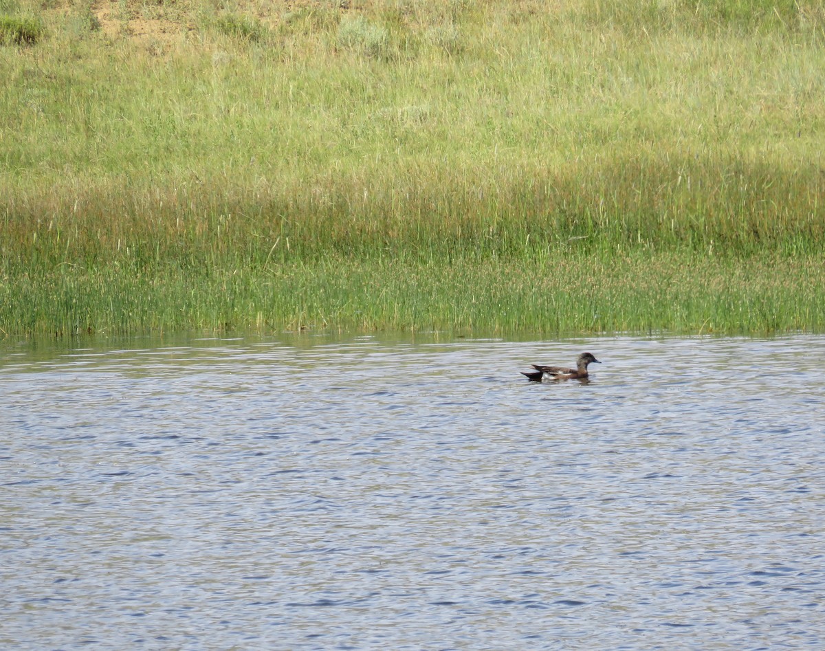 American Wigeon - ML620989769