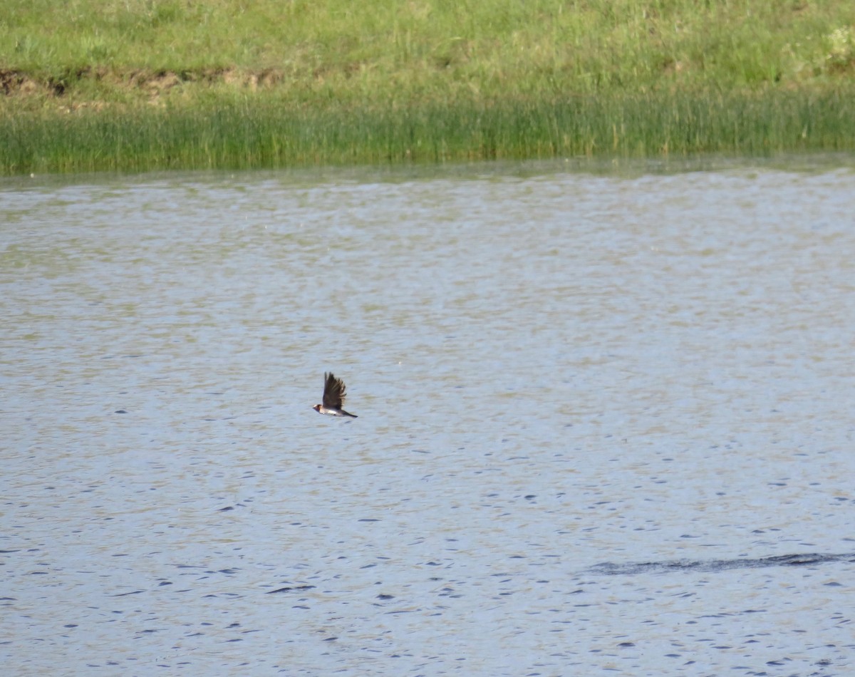 Cliff Swallow - ML620989776