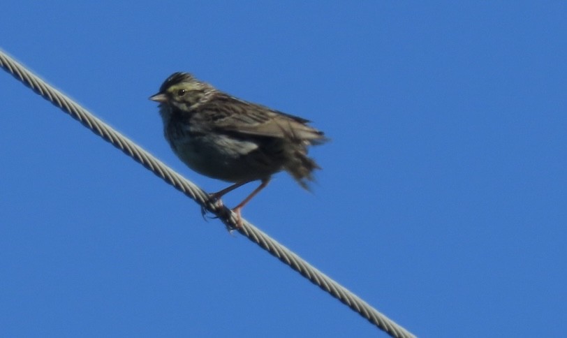 Savannah Sparrow - ML620989799