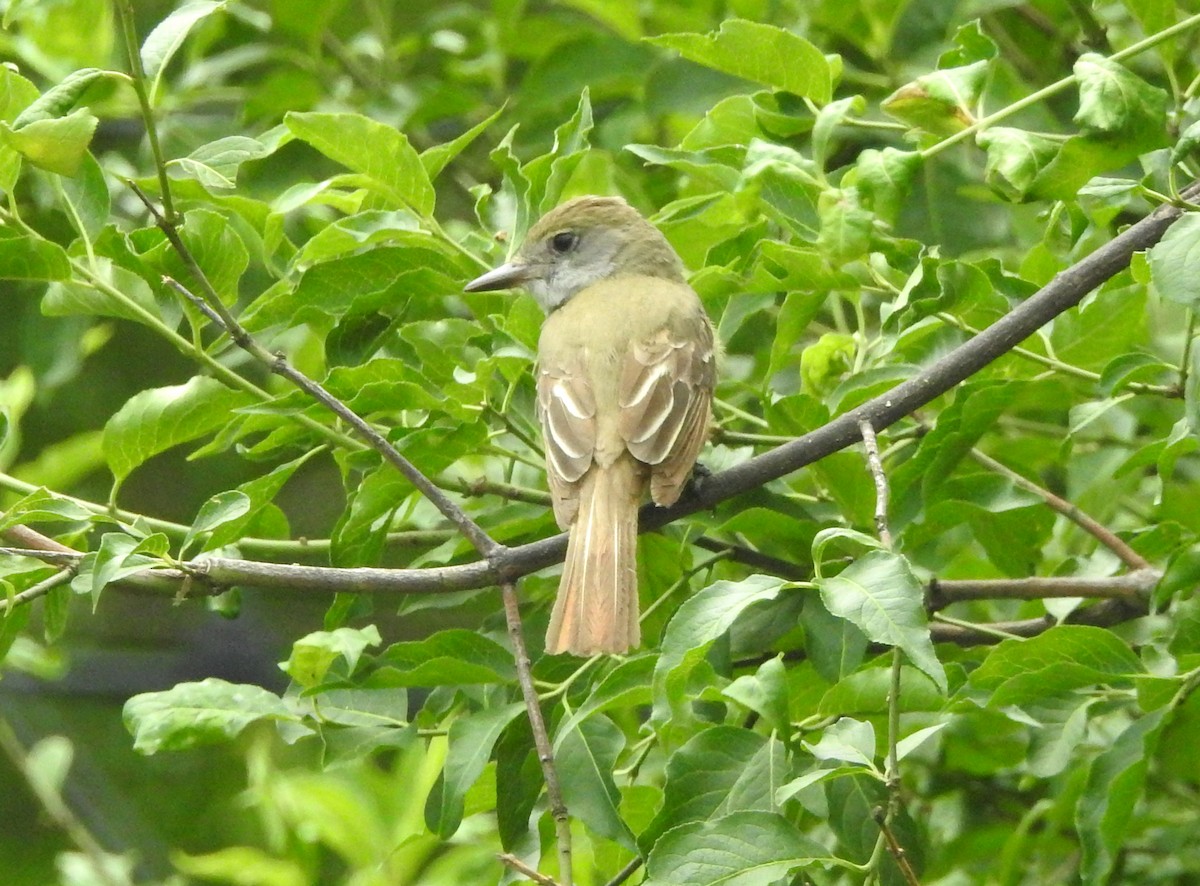 Great Crested Flycatcher - ML620989805