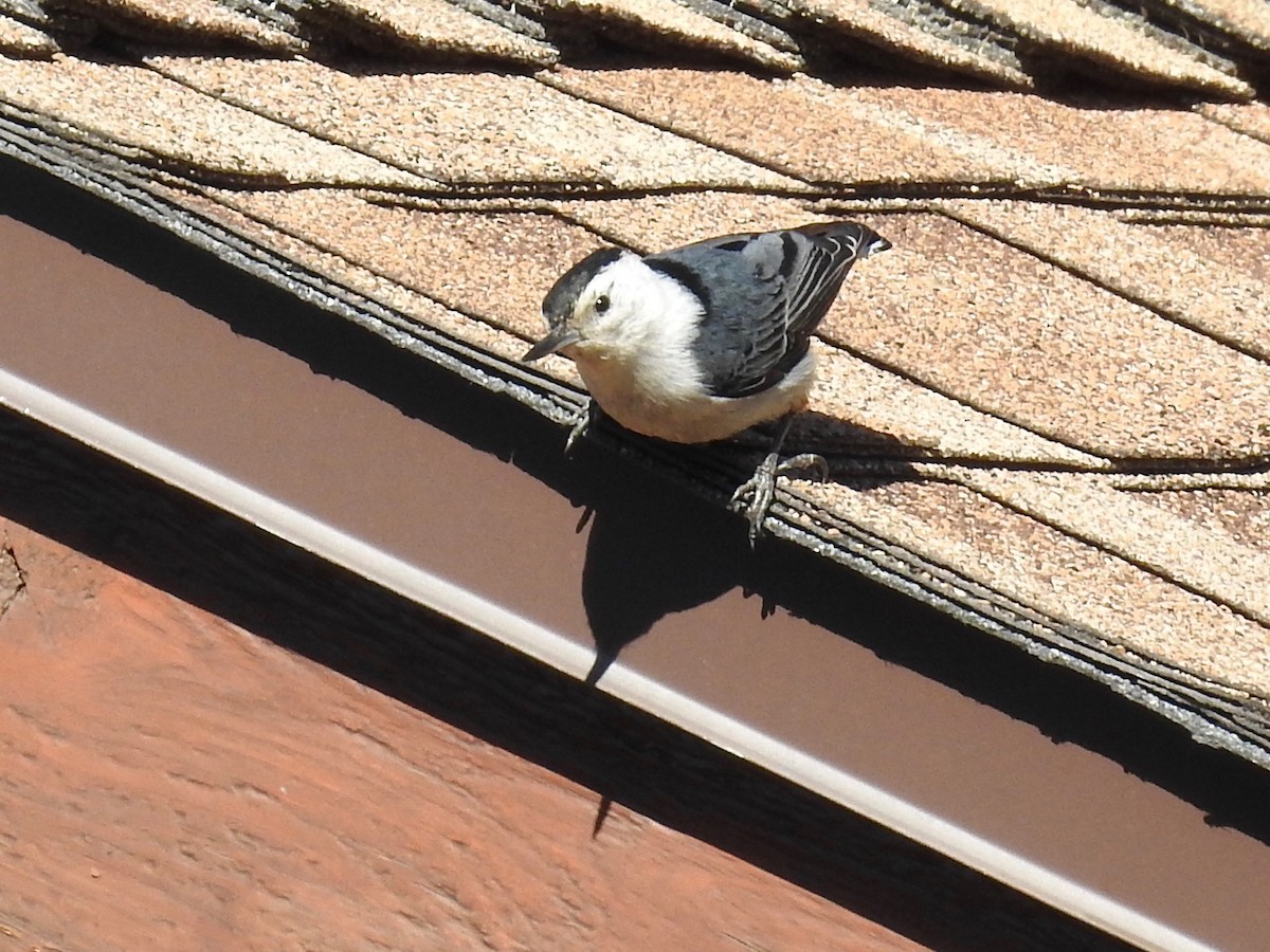 White-breasted Nuthatch - ML620989813