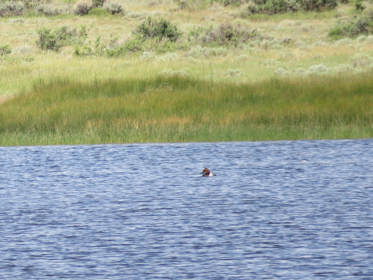 Canvasback - ML620989819