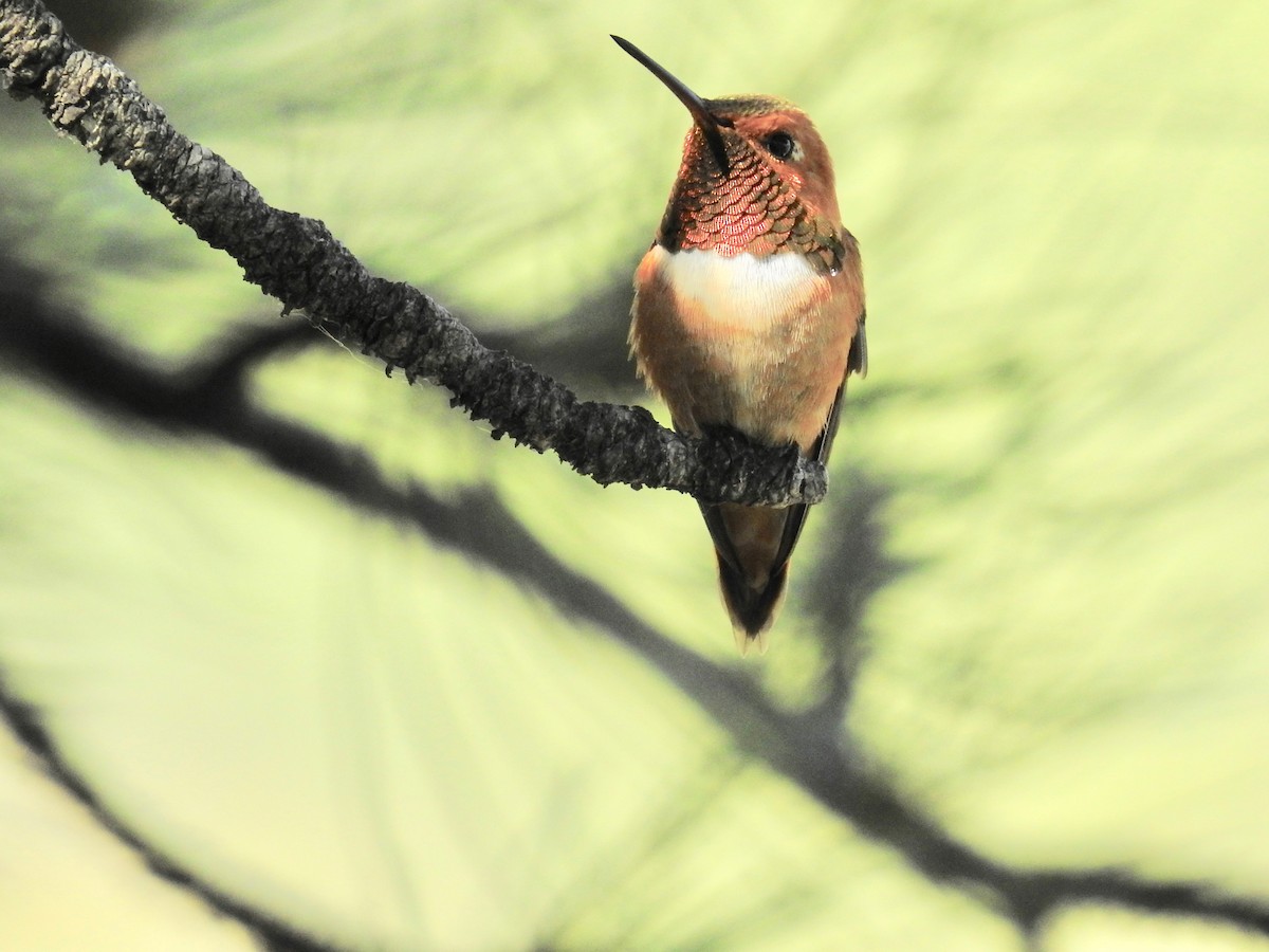 Rufous Hummingbird - ML620989823