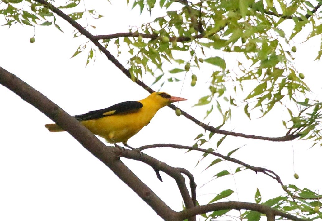Indian Golden Oriole - ML620989826