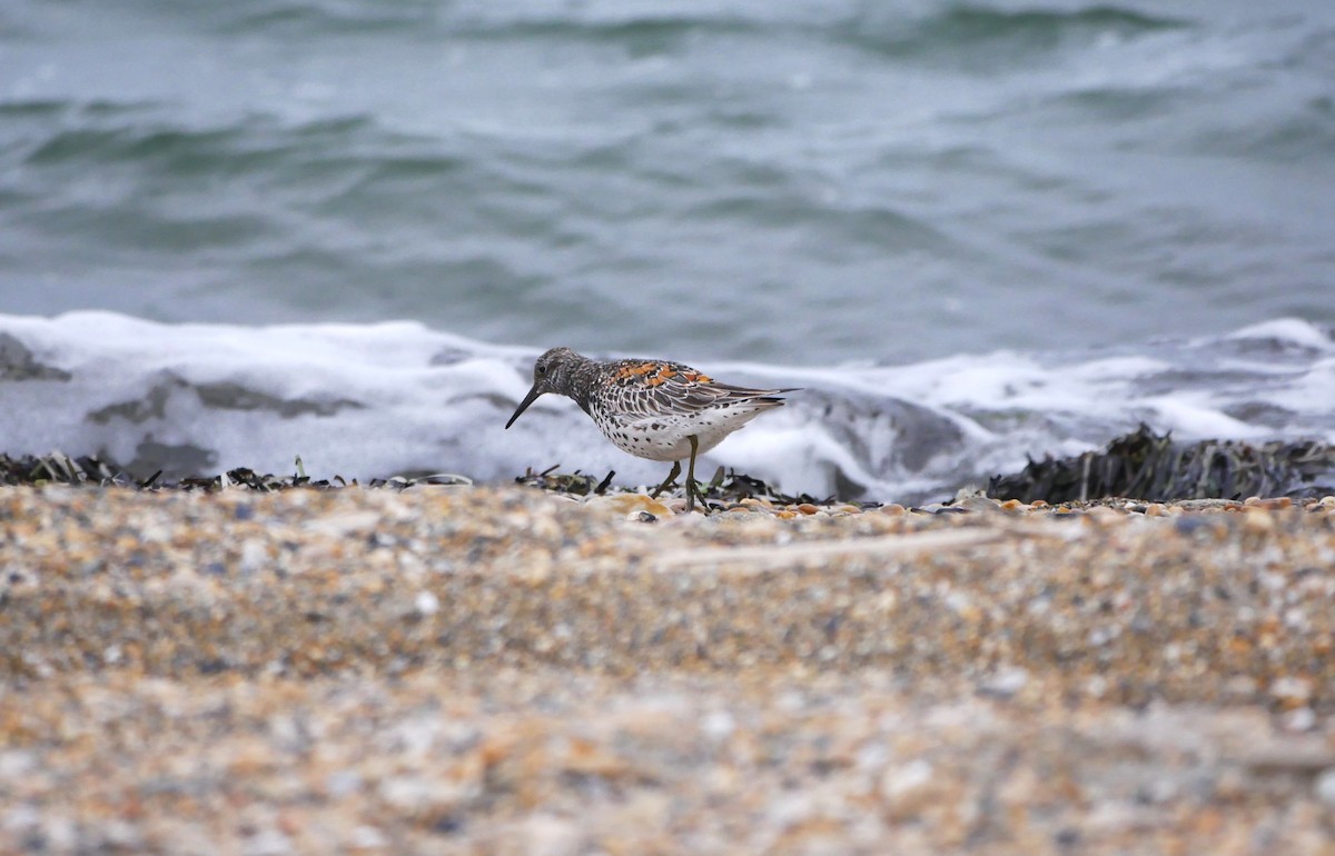 Great Knot - ML620989830