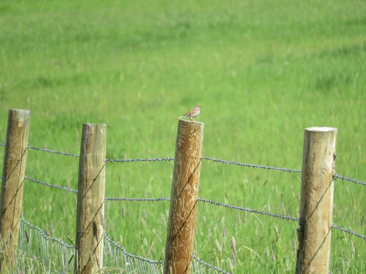 Savannah Sparrow - ML620989842