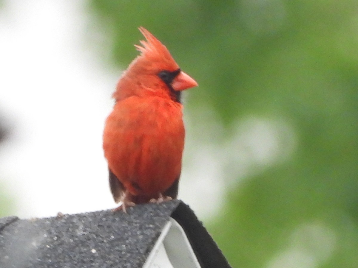 Cardinal rouge - ML620989844