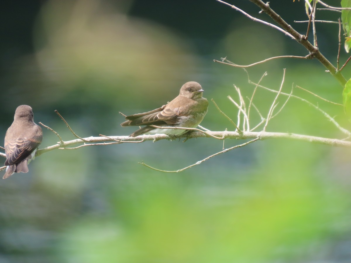 Northern Rough-winged Swallow - ML620989879