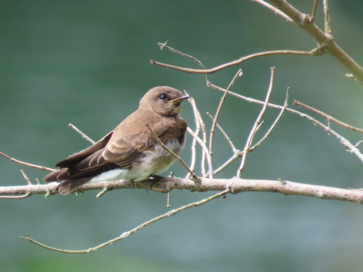 Northern Rough-winged Swallow - ML620989889