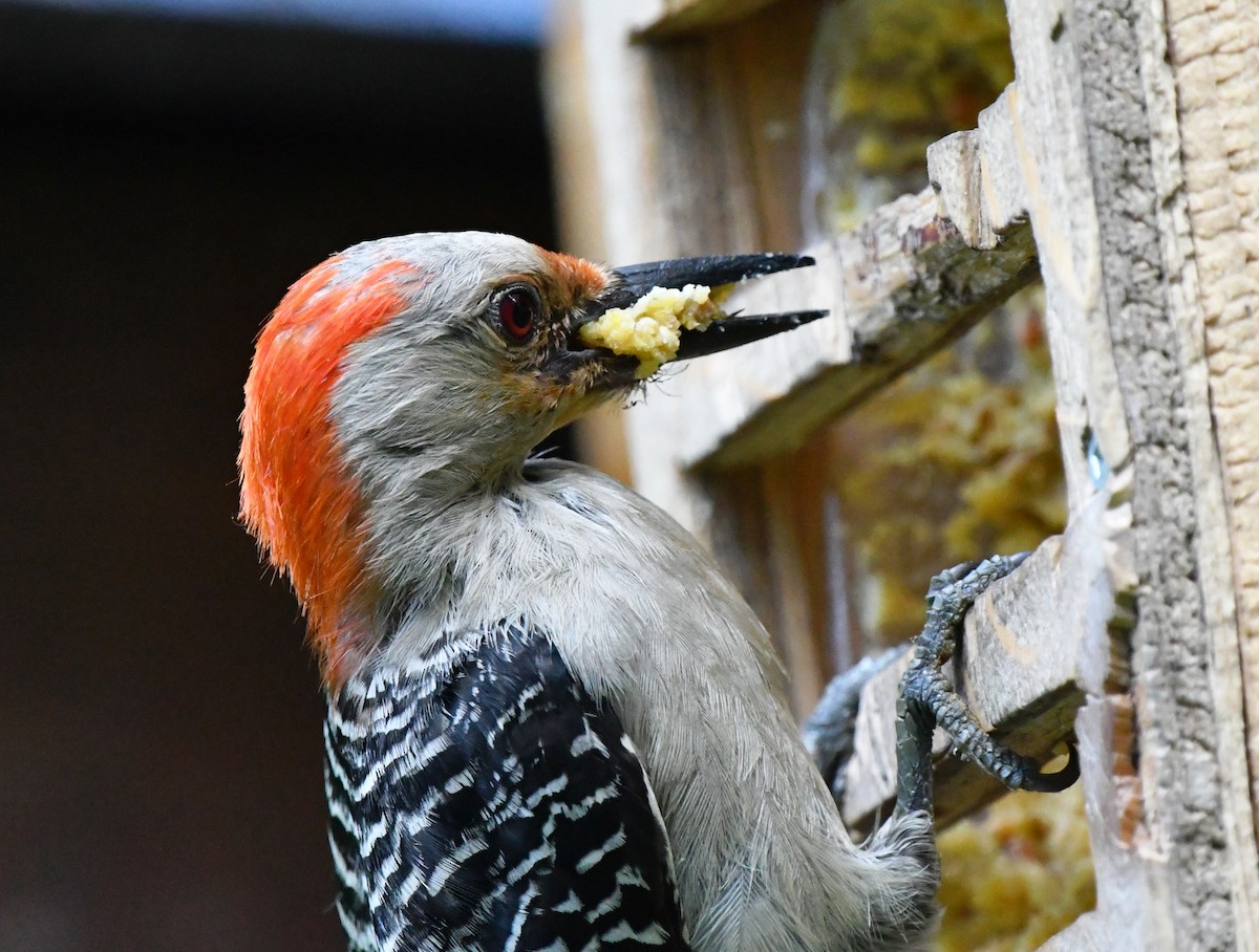 Red-bellied Woodpecker - ML620989944