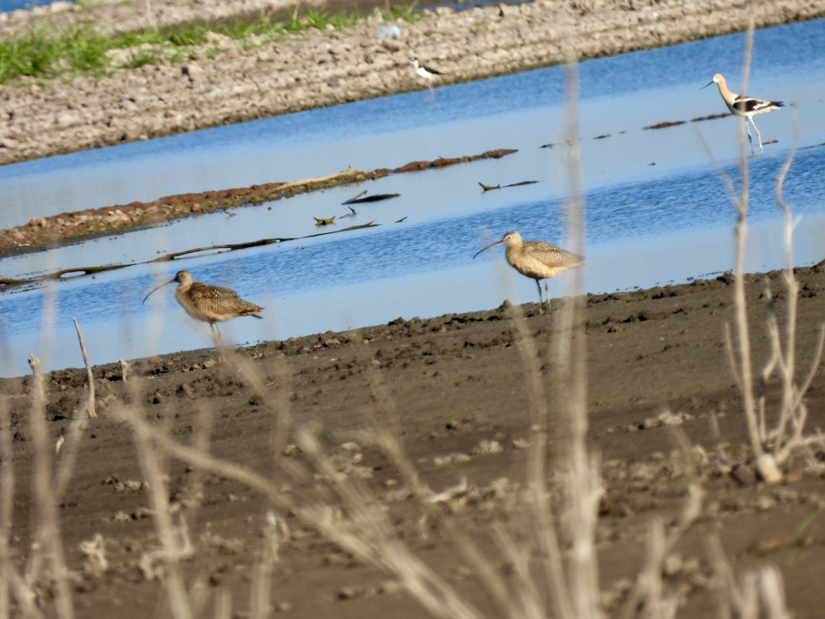 Long-billed Curlew - Christopher Daniels