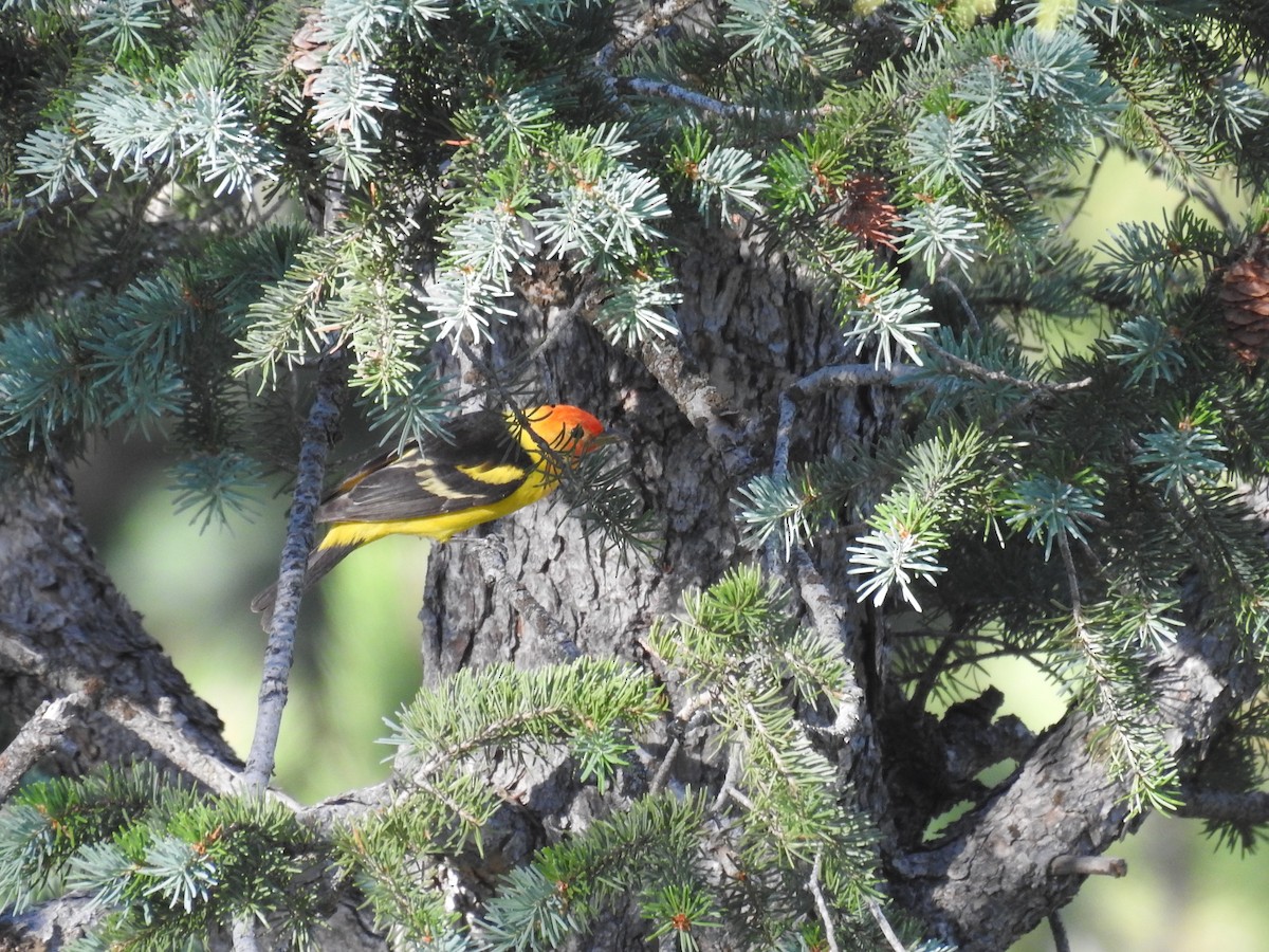 Western Tanager - ML620989963