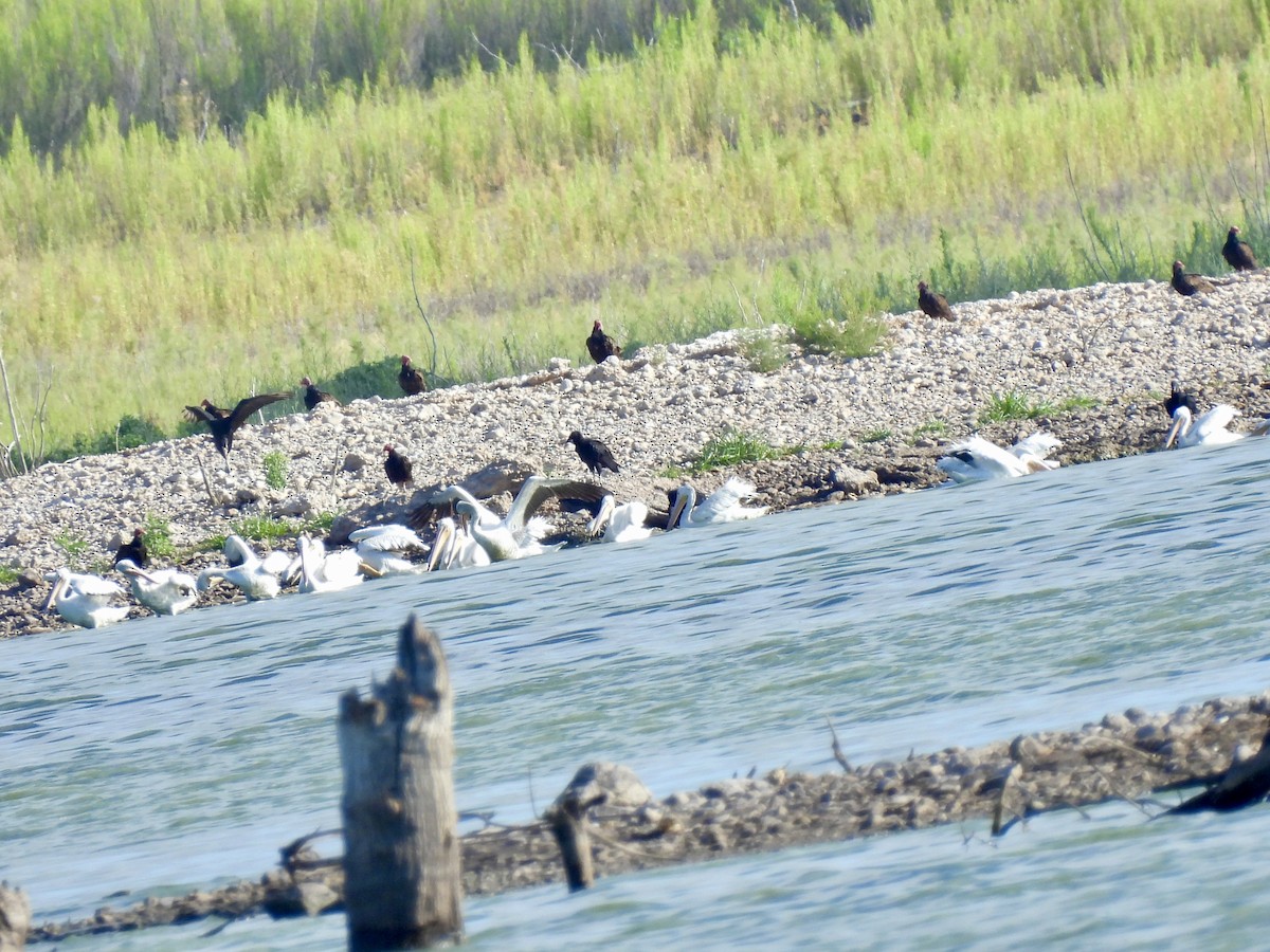 American White Pelican - ML620989977