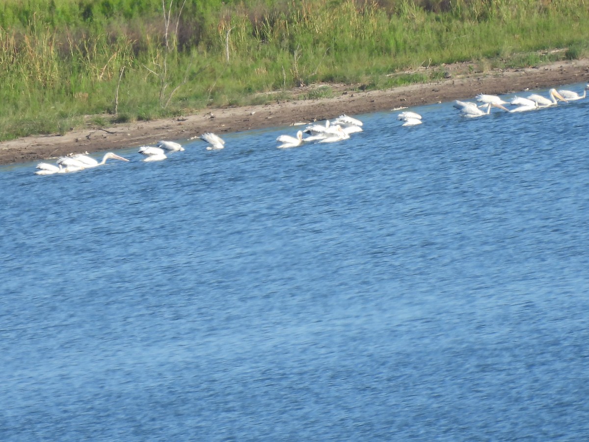 American White Pelican - Christopher Daniels