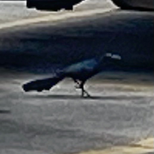 Great-tailed Grackle - ML620990020