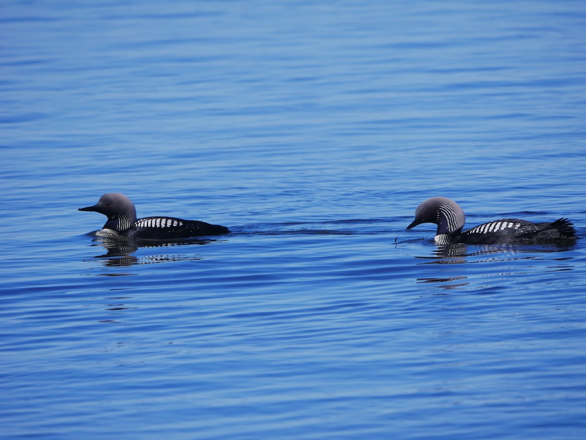Red-throated Loon - ML620990044