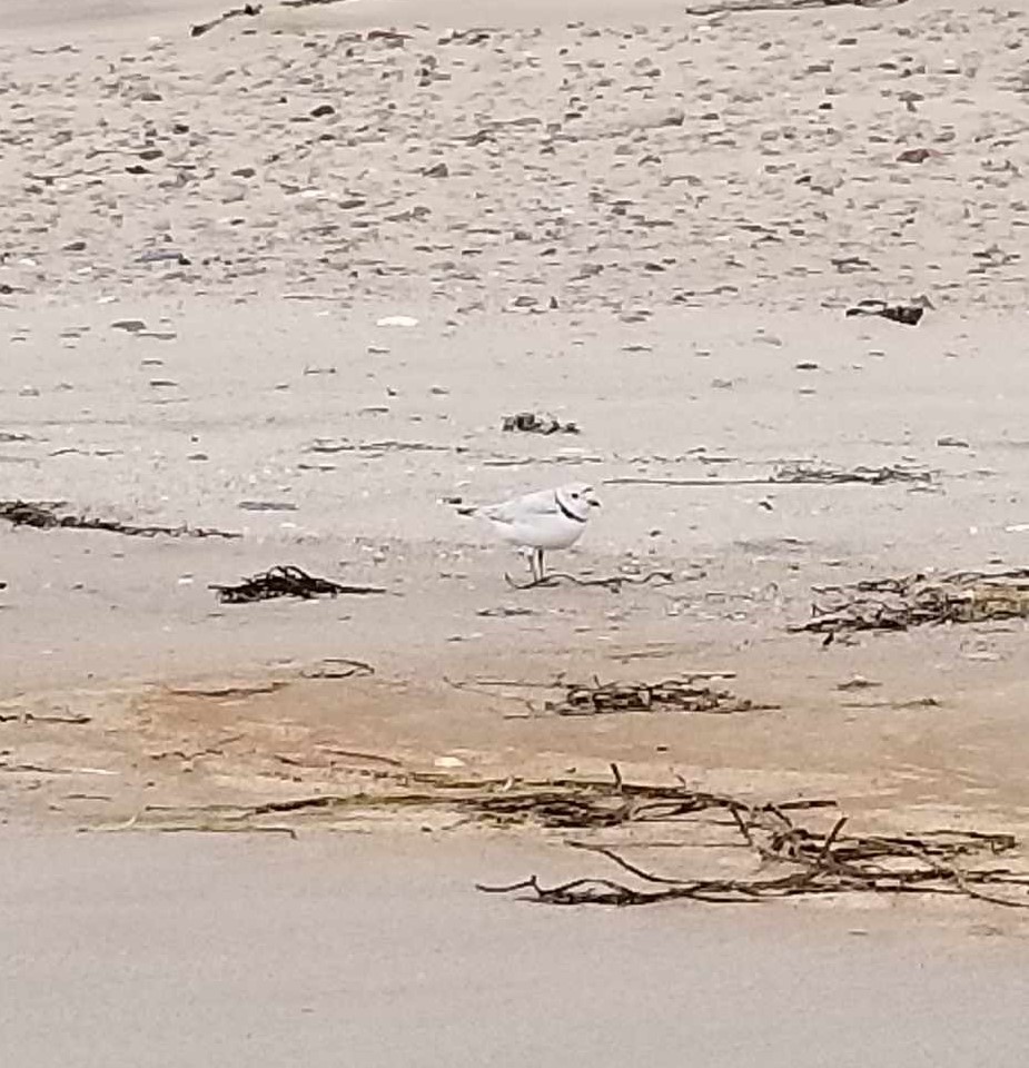 Piping Plover - ML620990068