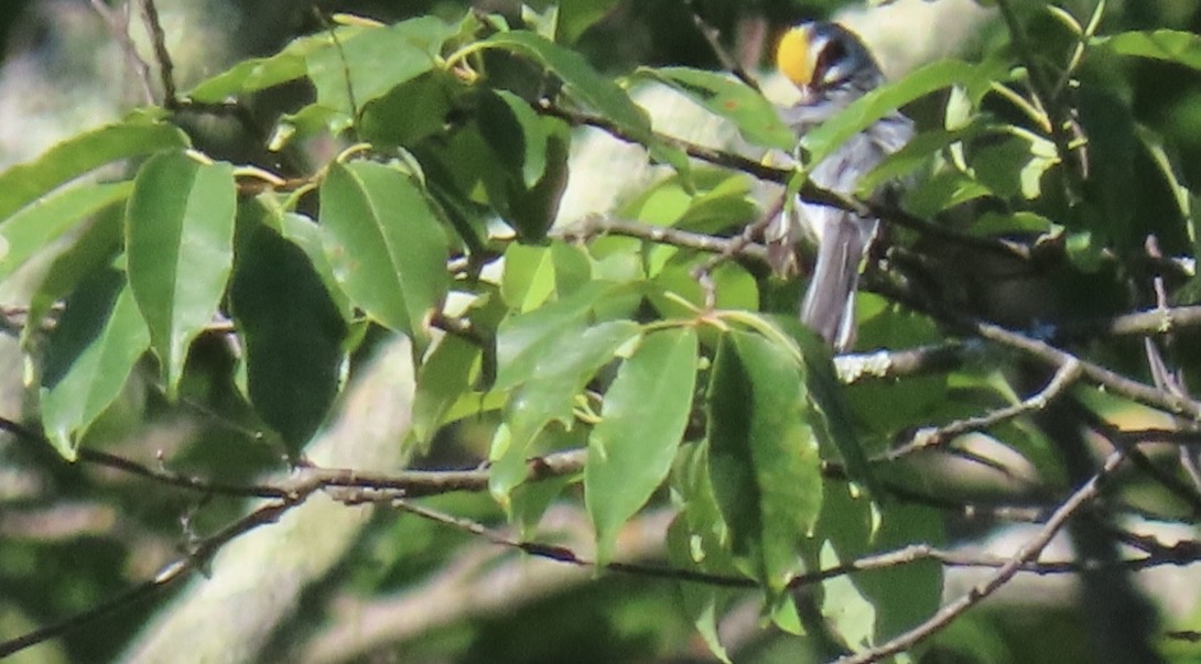 Golden-winged Warbler - Rick/linda olson