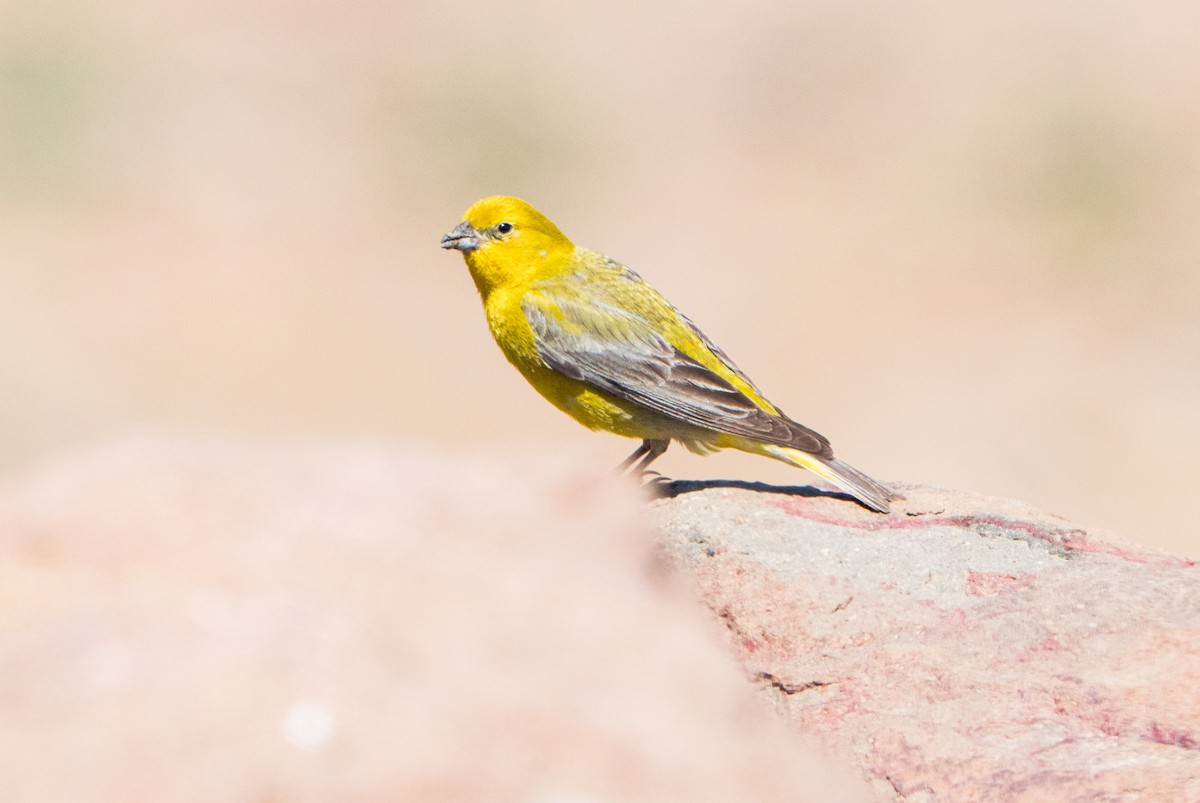 Greater Yellow-Finch - Stephen Menzie
