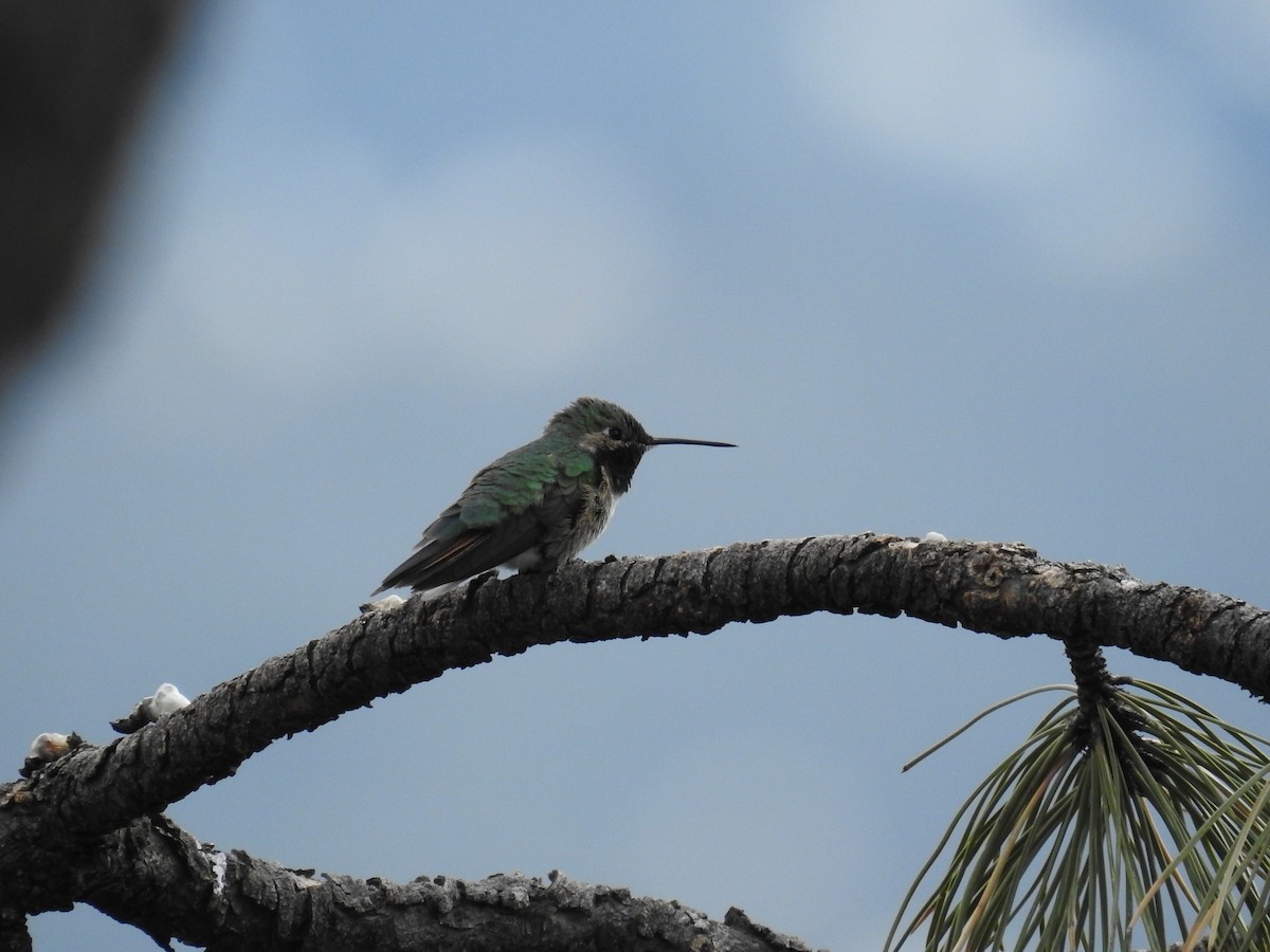 Broad-tailed Hummingbird - ML620990093