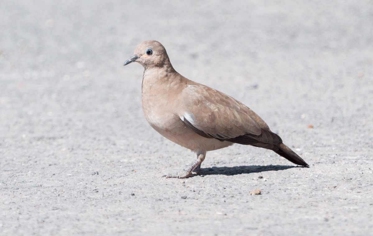 Black-winged Ground Dove - ML620990099