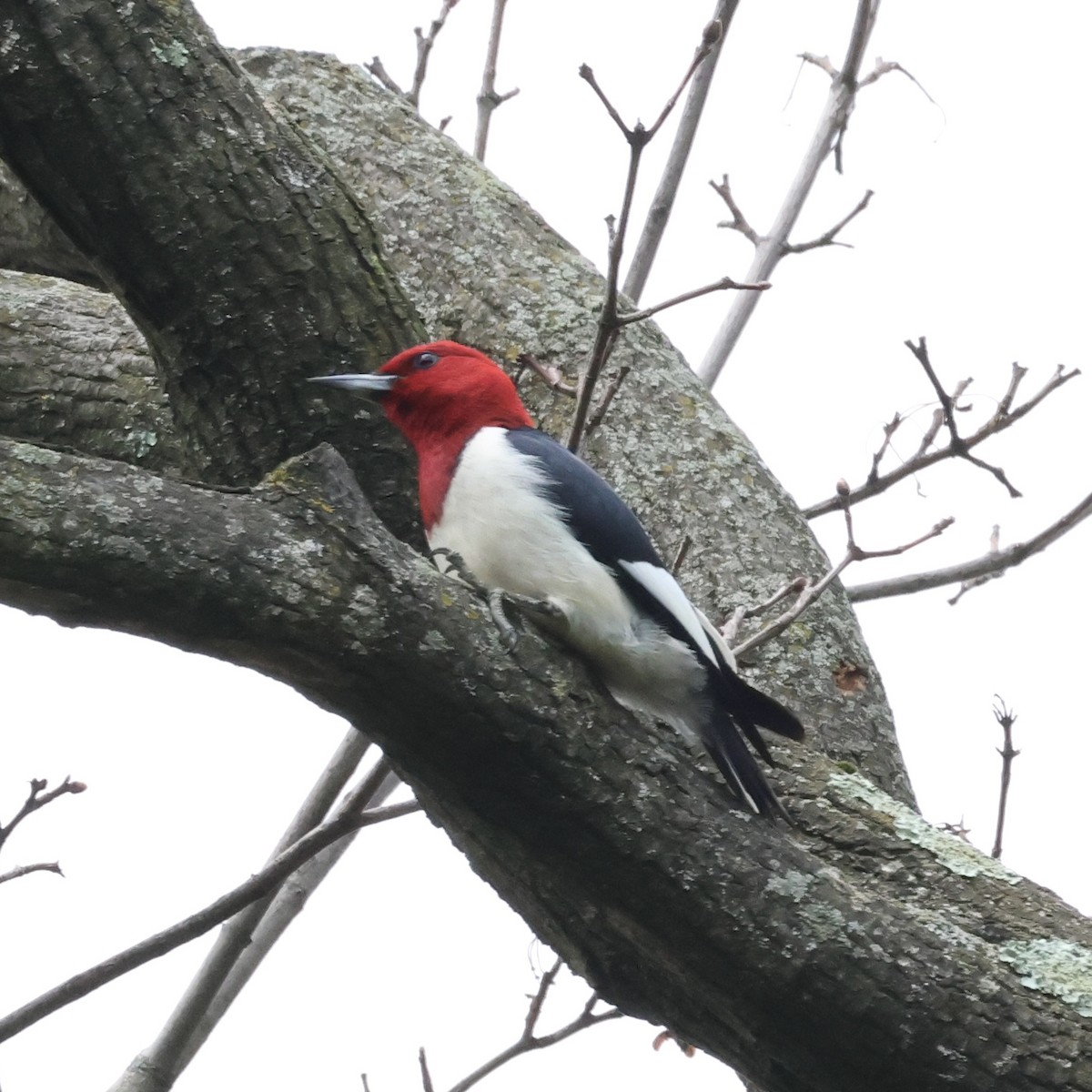 Red-headed Woodpecker - Parsley Steinweiss