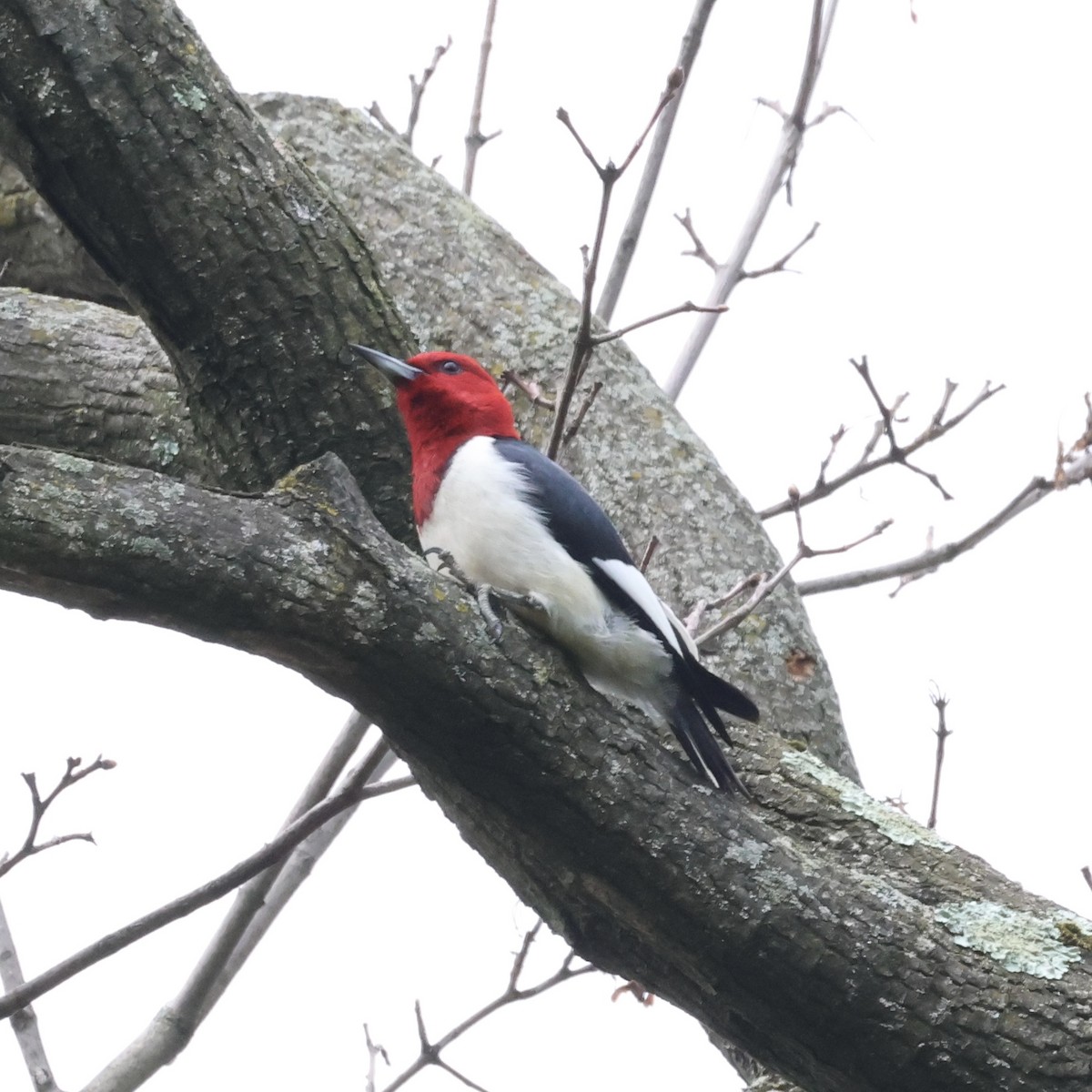 Red-headed Woodpecker - ML620990123