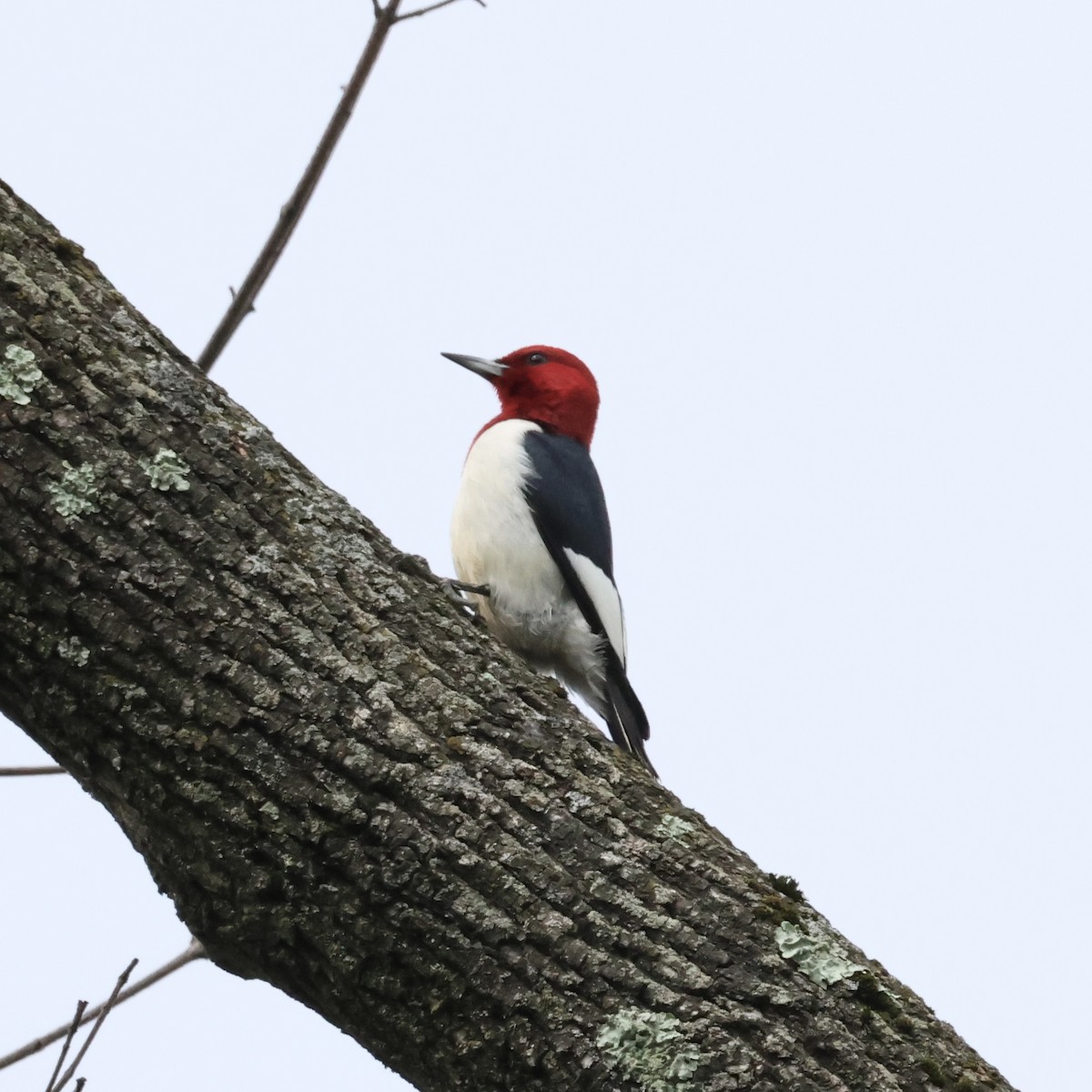 Red-headed Woodpecker - ML620990124