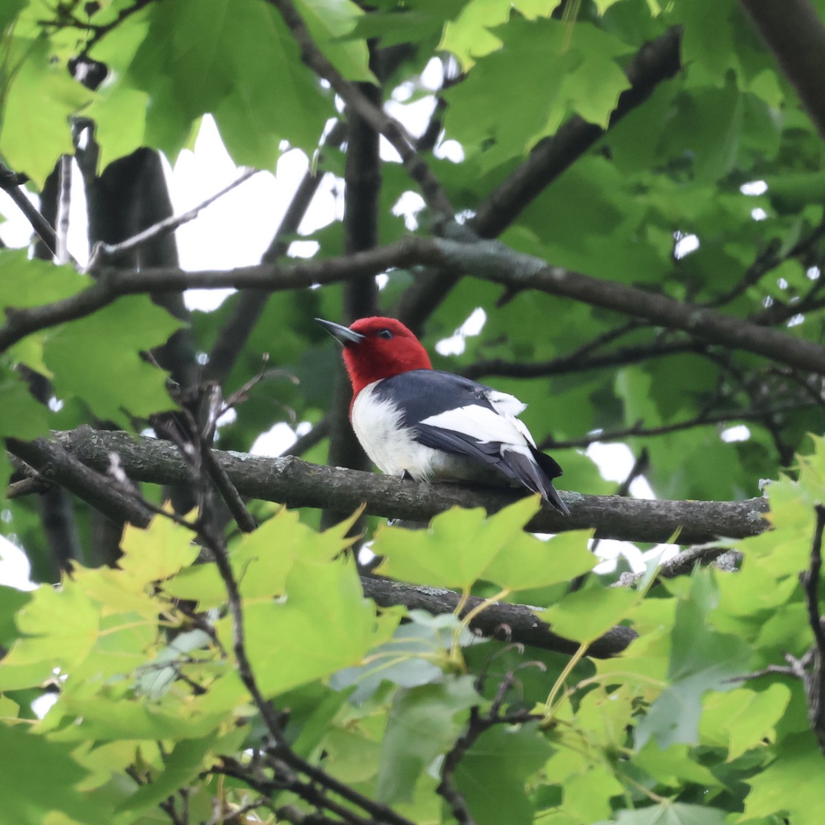 Red-headed Woodpecker - ML620990125