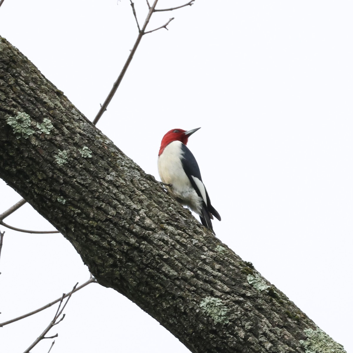 Red-headed Woodpecker - ML620990126