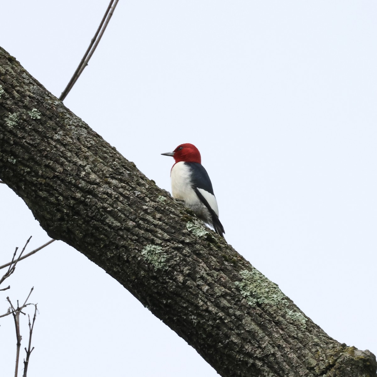 Red-headed Woodpecker - ML620990127