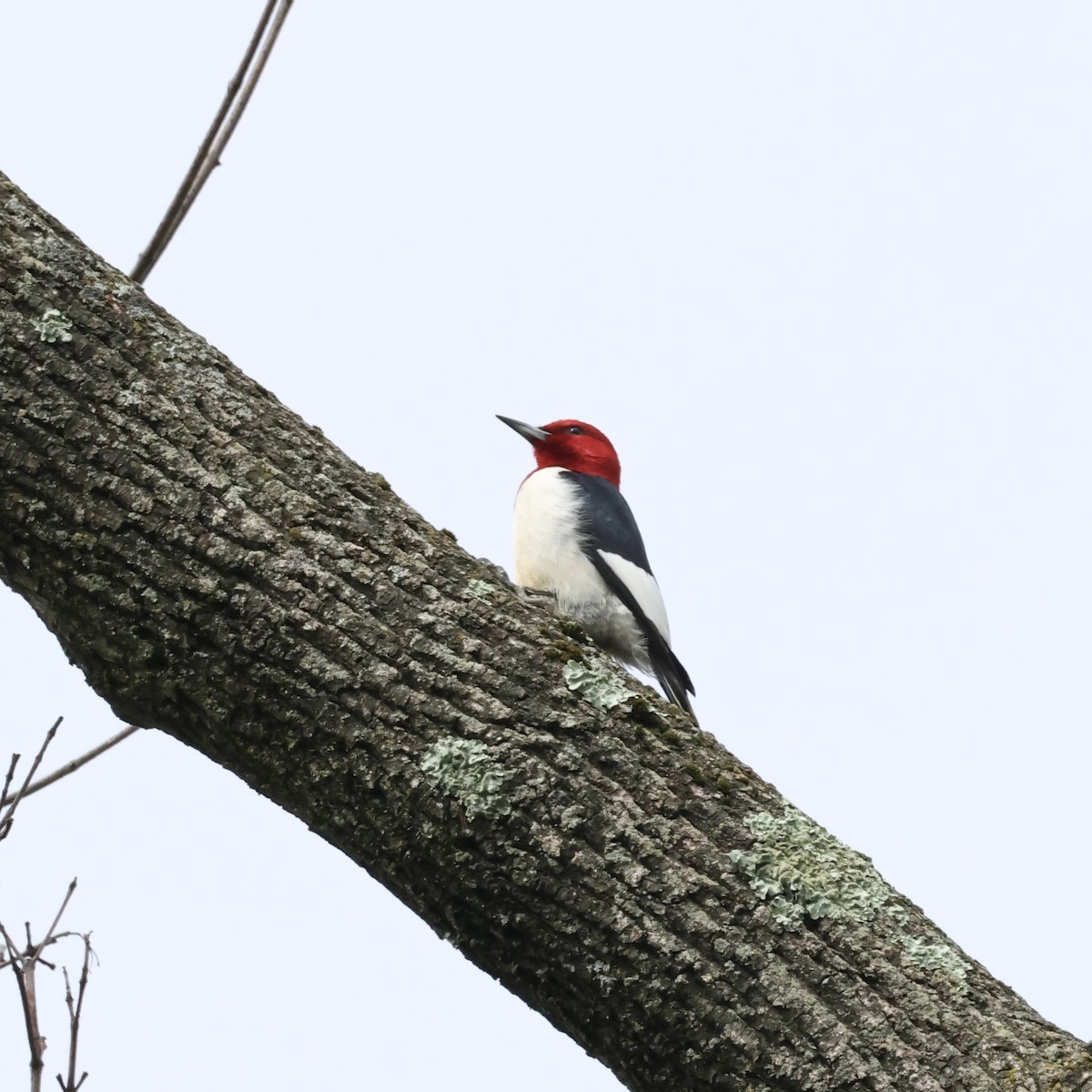 Red-headed Woodpecker - ML620990128