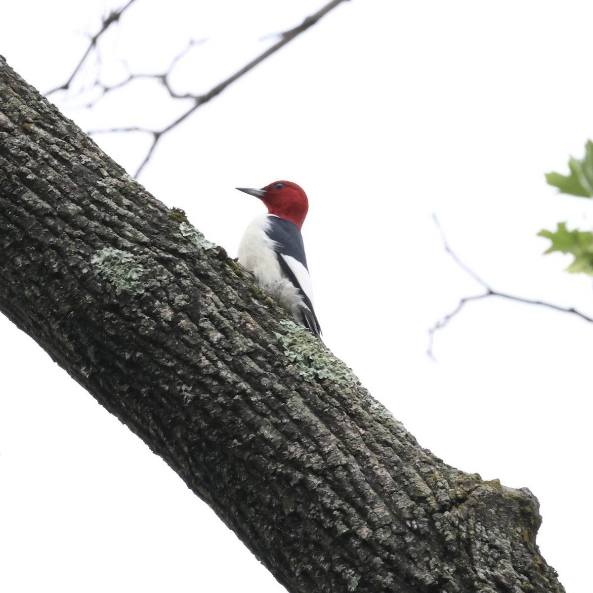Red-headed Woodpecker - ML620990129