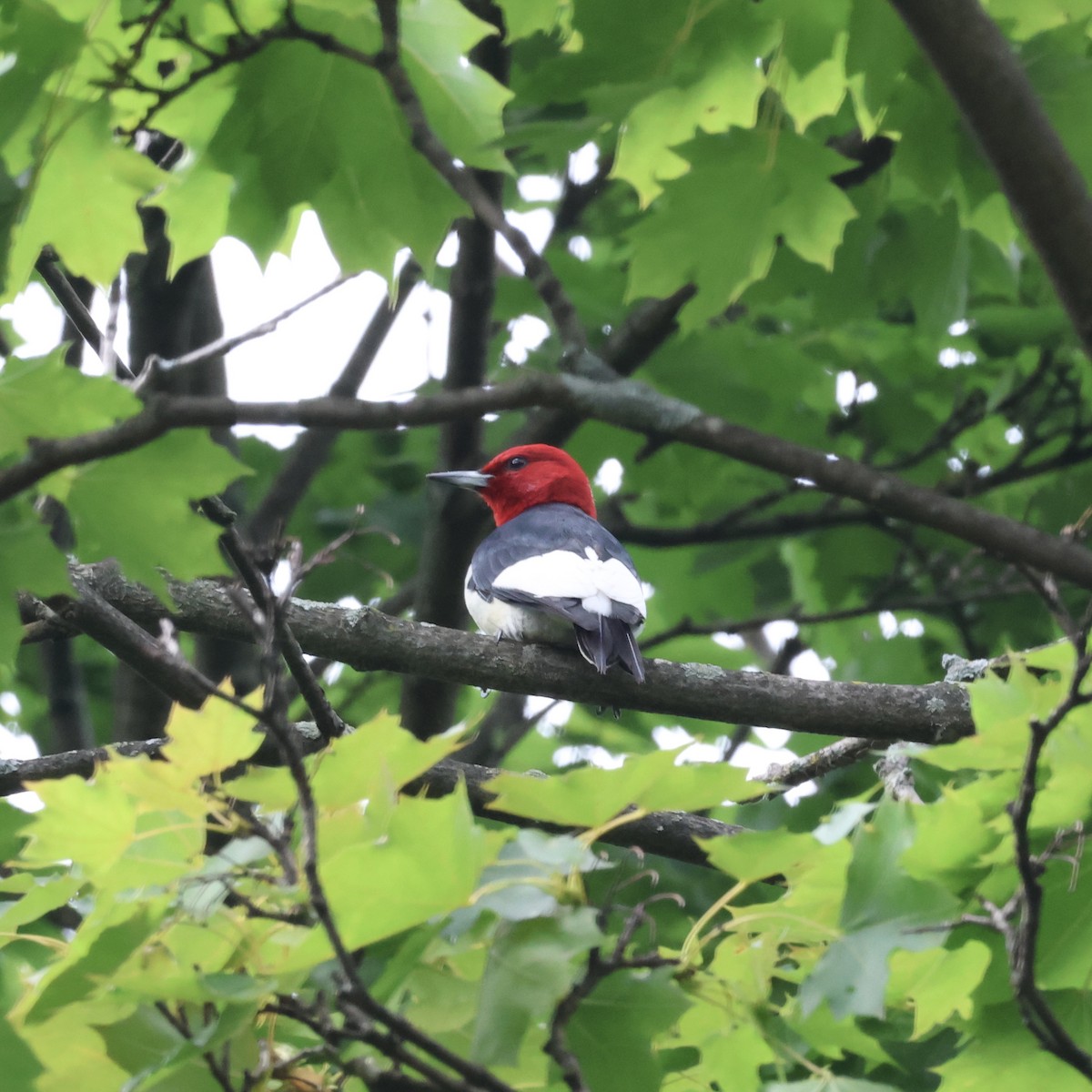 Red-headed Woodpecker - ML620990130