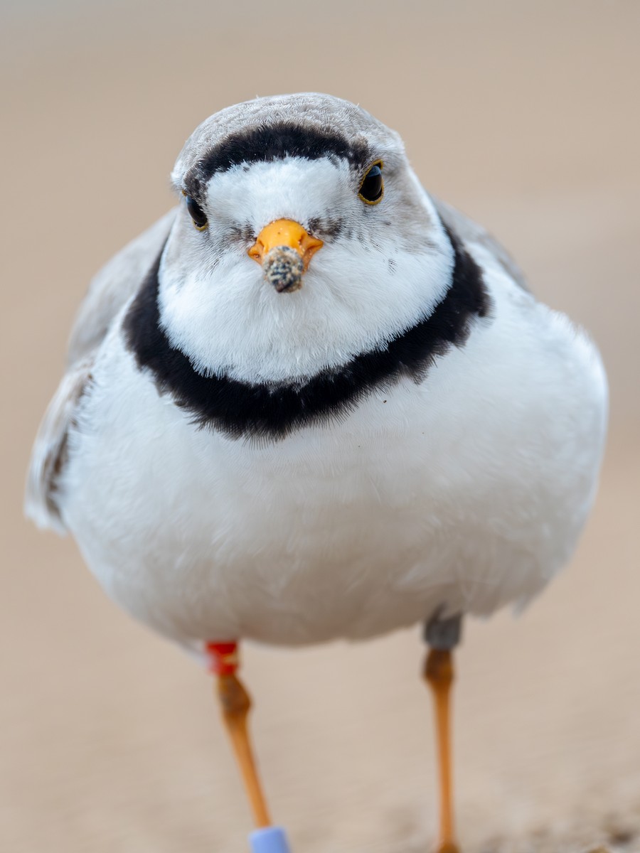 Piping Plover - ML620990179