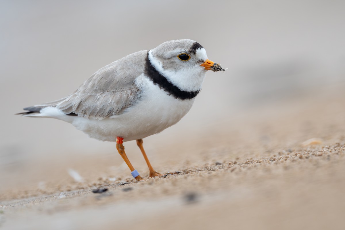 Piping Plover - ML620990226