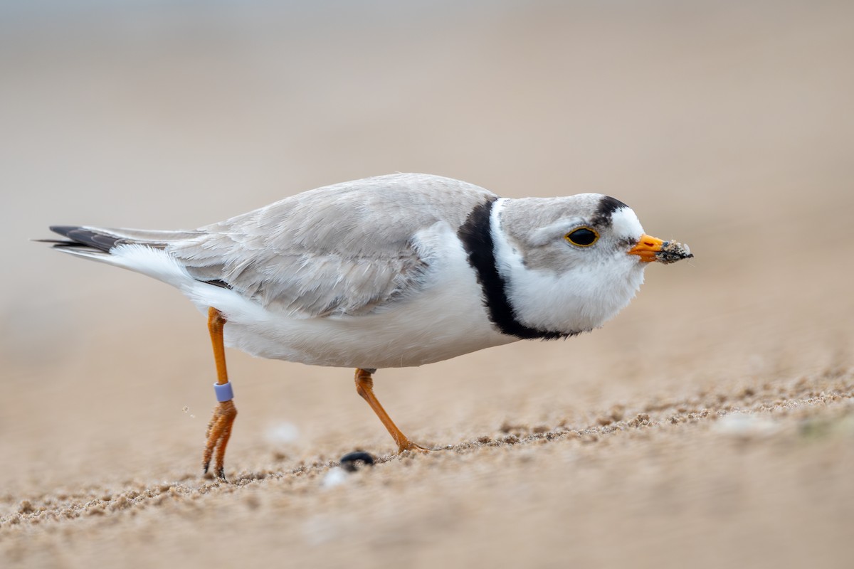 Piping Plover - ML620990230