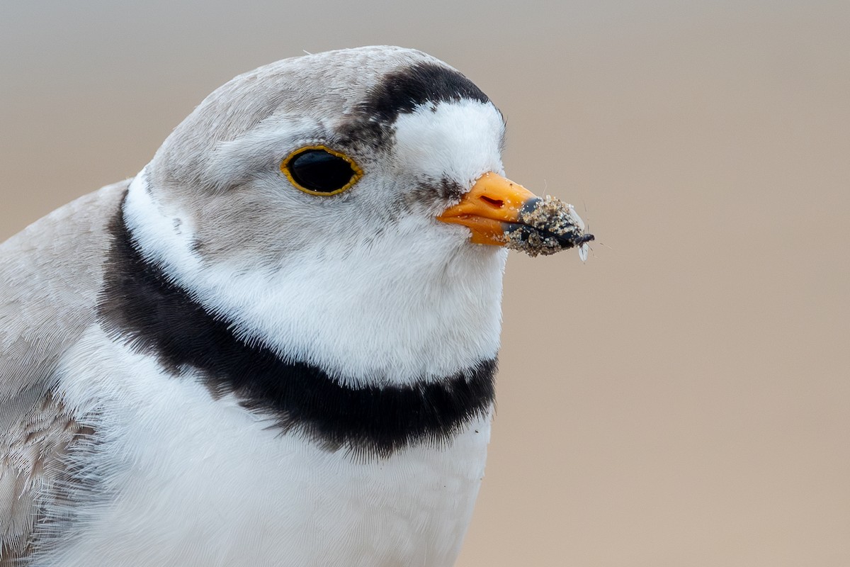 Piping Plover - ML620990234