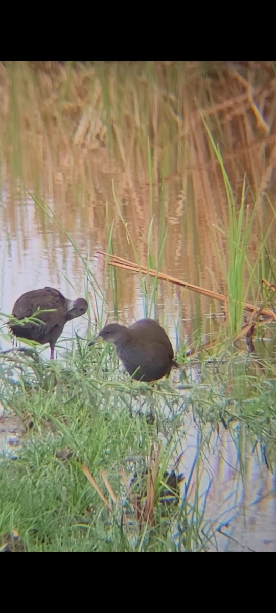 Brown Crake - ML620990255