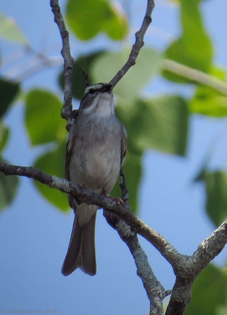 White-throated Sparrow - ML620990260