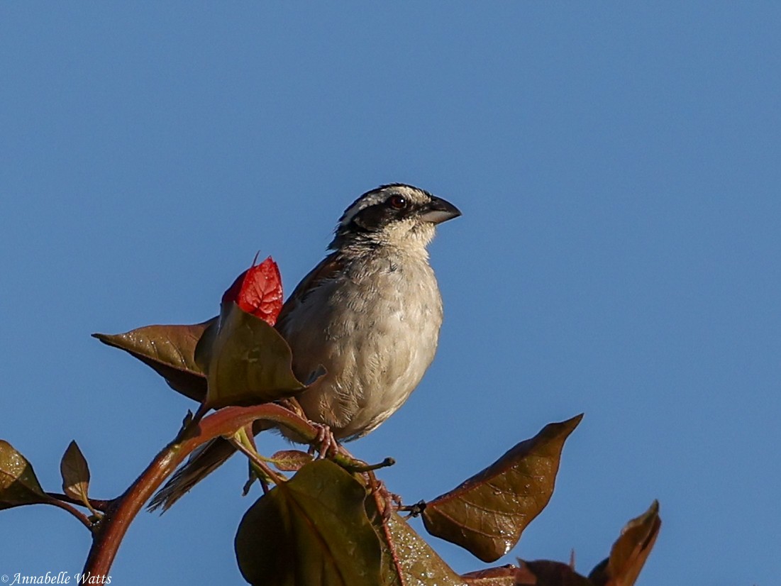 Stripe-headed Sparrow - ML620990334