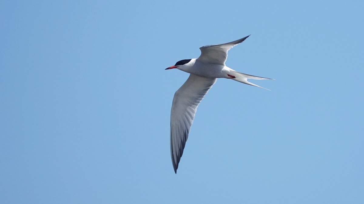 Common Tern - Barry Day